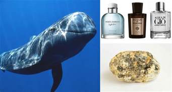 sperm whale vomit perfume